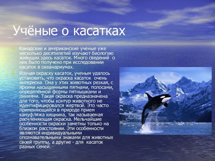 Учёные о касатках Канадские и американские ученые уже несколько десятилетий изучают