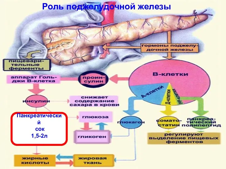Роль поджелудочной железы Панкреатический сок 1,5-2л