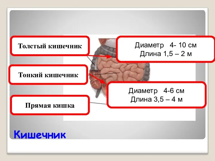 Кишечник Толстый кишечник Тонкий кишечник Прямая кишка Диаметр 4-6 см Длина