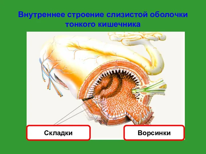 Внутреннее строение слизистой оболочки тонкого кишечника Ворсинки Складки