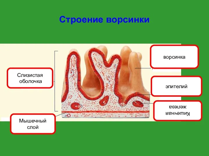 Строение ворсинки Слизистая оболочка Мышечный слой ворсинка эпителий Кишечная железа