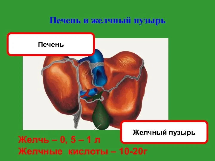 Печень и желчный пузырь Желчный пузырь Печень Желчь – 0, 5