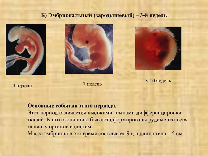 Б) Эмбриональный (зародышевый) – 3-8 недель 4 недели 7 недель 8-10