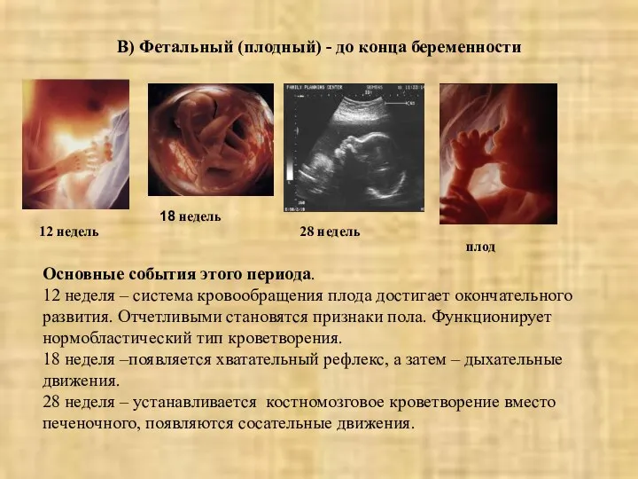 В) Фетальный (плодный) - до конца беременности 12 недель 18 недель