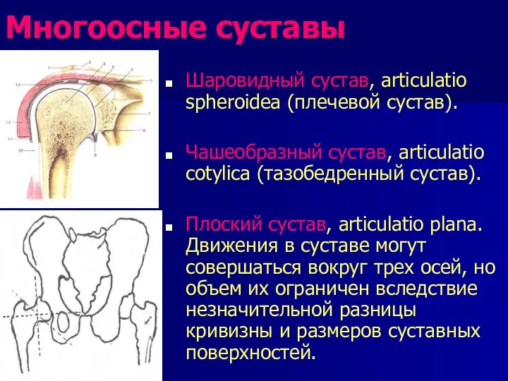 Многоосные суставы Шаровидный сустав, articulatio spheroidea (плечевой сустав). Чашеобразный сустав, articulatio