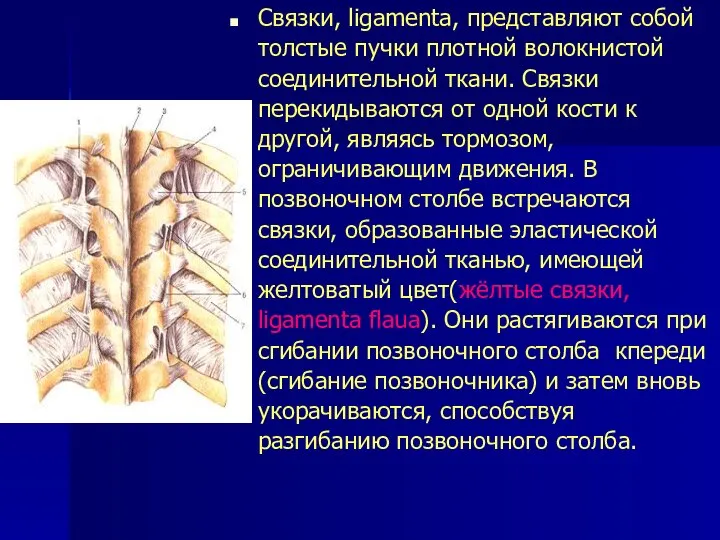 Связки, ligamenta, представляют собой толстые пучки плотной волокнистой соединительной ткани. Связки