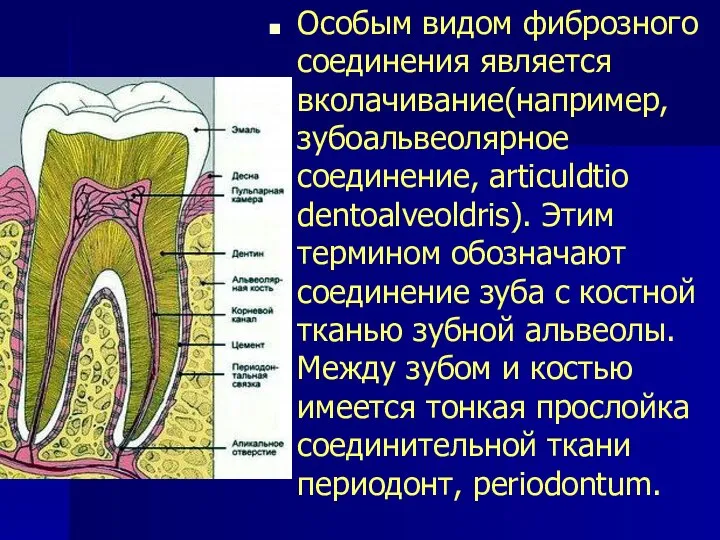 Особым видом фиброзного соединения является вколачивание(например, зубоальвеолярное соединение, articuldtio dentoalveoldris). Этим