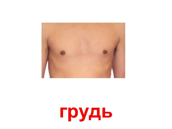 грудь