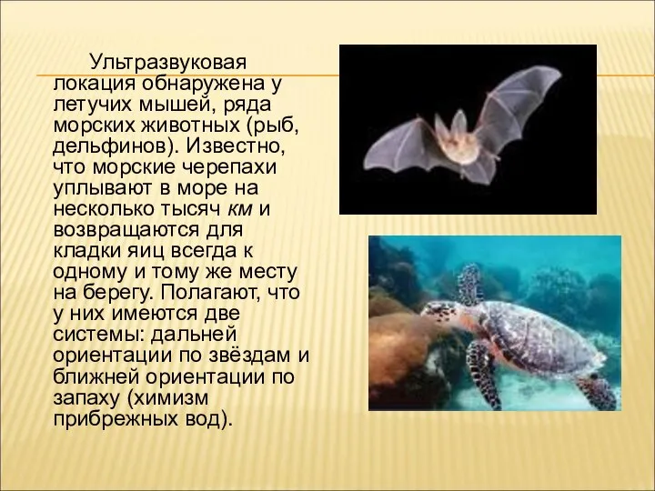 Ультразвуковая локация обнаружена у летучих мышей, ряда морских животных (рыб, дельфинов).