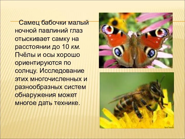 Самец бабочки малый ночной павлиний глаз отыскивает самку на расстоянии до