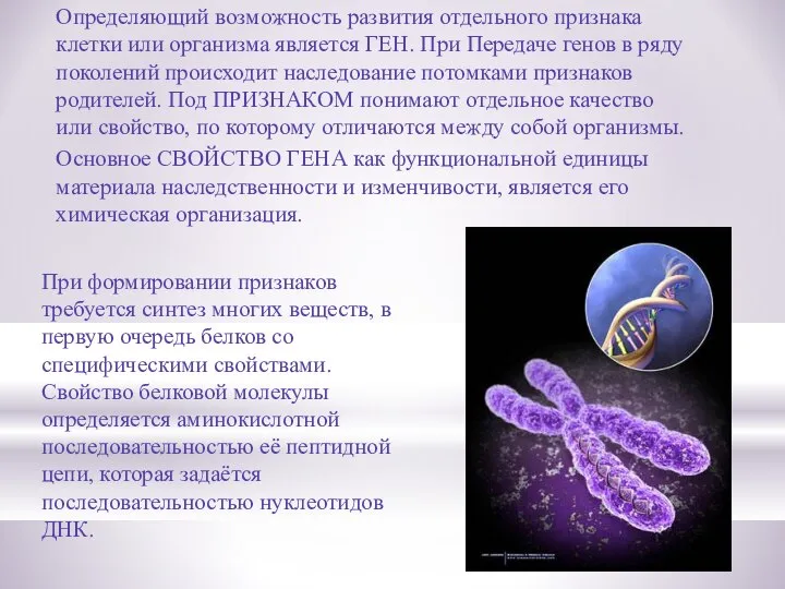 Определяющий возможность развития отдельного признака клетки или организма является ГЕН. При