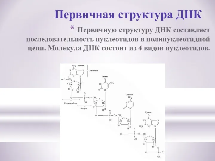 Первичную структуру ДНК составляет последовательность нуклеотидов в полинуклеотидной цепи. Молекула ДНК