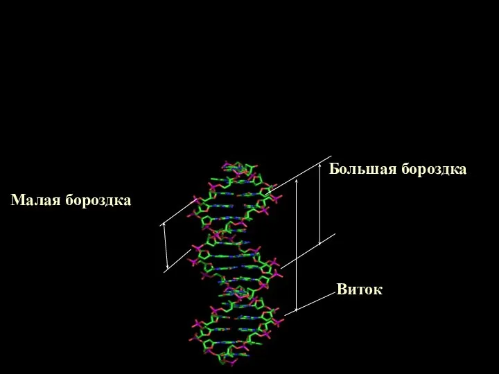 Виток Большая бороздка Малая бороздка