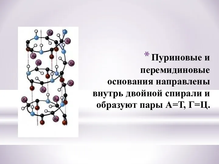 Пуриновые и перемидиновые основания направлены внутрь двойной спирали и образуют пары А=Т, Г=Ц.