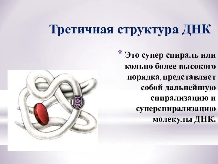 Это супер спираль или кольцо более высокого порядка, представляет собой дальнейшую