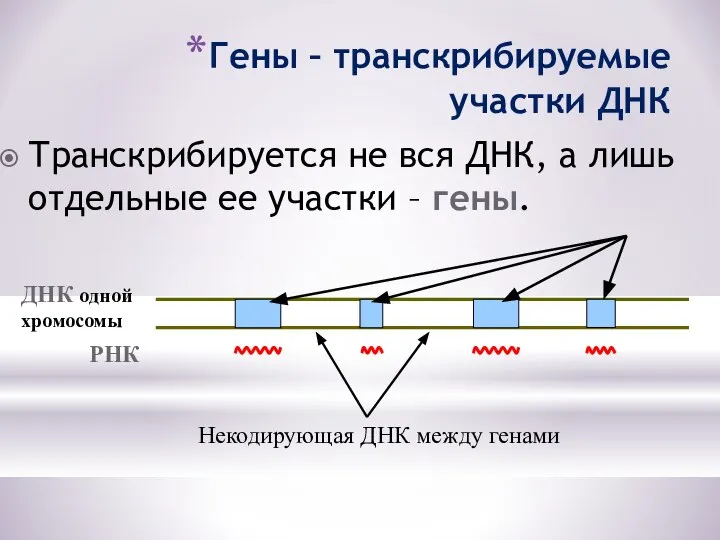 Гены – транскрибируемые участки ДНК Транскрибируется не вся ДНК, а лишь