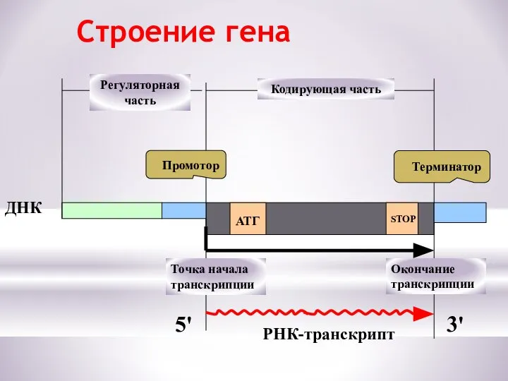 Строение гена Кодирующая часть АТГ STOP ДНК РНК-транскрипт Промотор Терминатор Точка