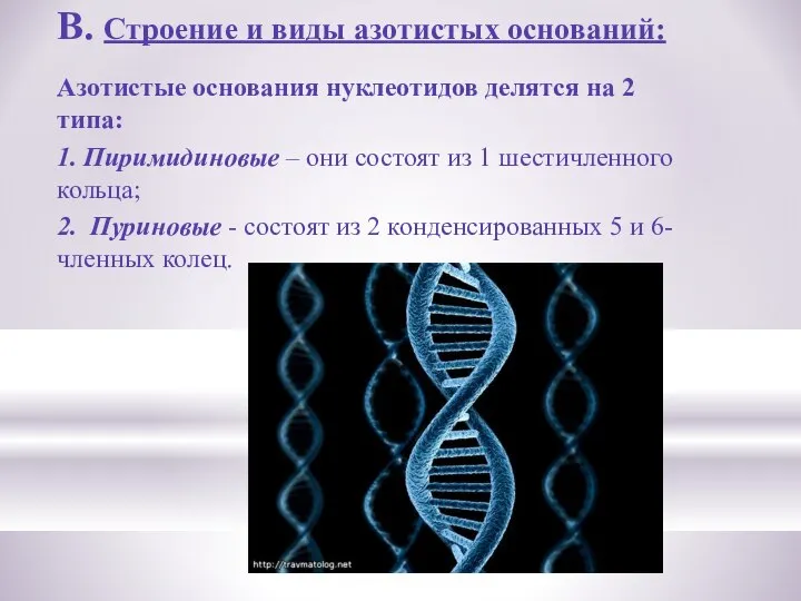 В. Строение и виды азотистых оснований: Азотистые основания нуклеотидов делятся на