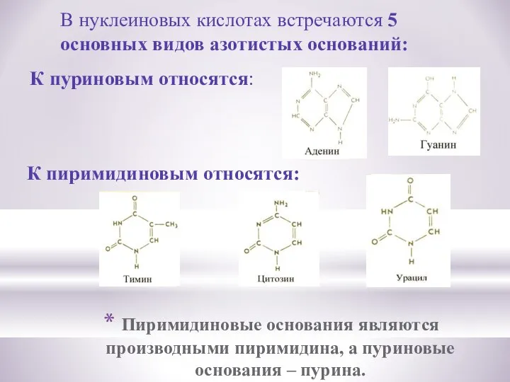 Пиримидиновые основания являются производными пиримидина, а пуриновые основания – пурина. В