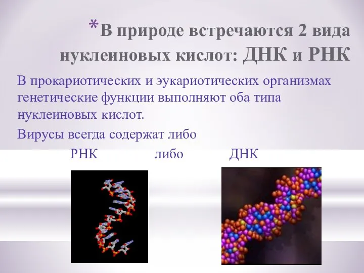 В природе встречаются 2 вида нуклеиновых кислот: ДНК и РНК В