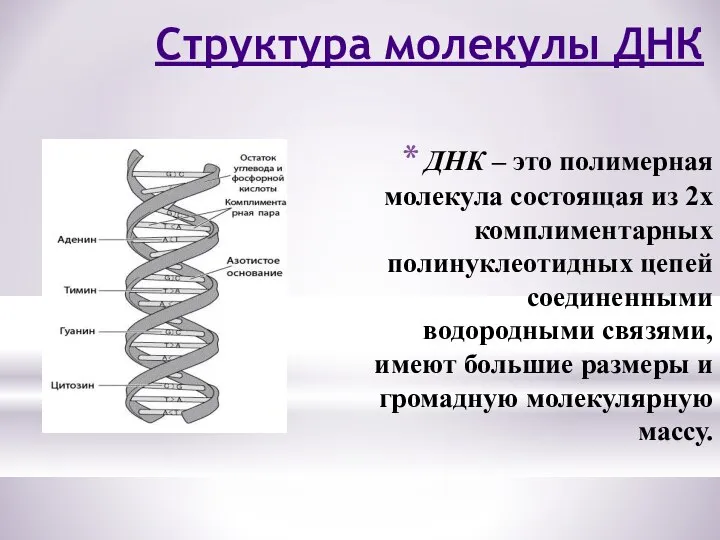 ДНК – это полимерная молекула состоящая из 2х комплиментарных полинуклеотидных цепей