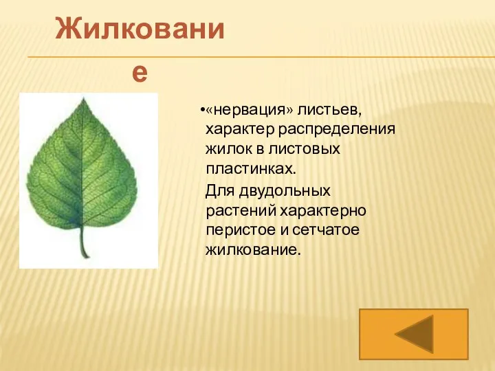 «нервация» листьев, характер распределения жилок в листовых пластинках. Для двудольных растений