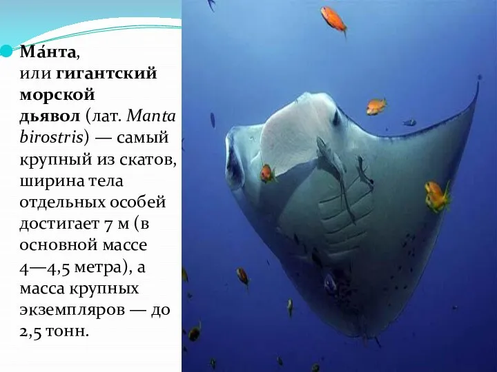 Ма́нта, или гигантский морской дьявол (лат. Manta birostris) — самый крупный