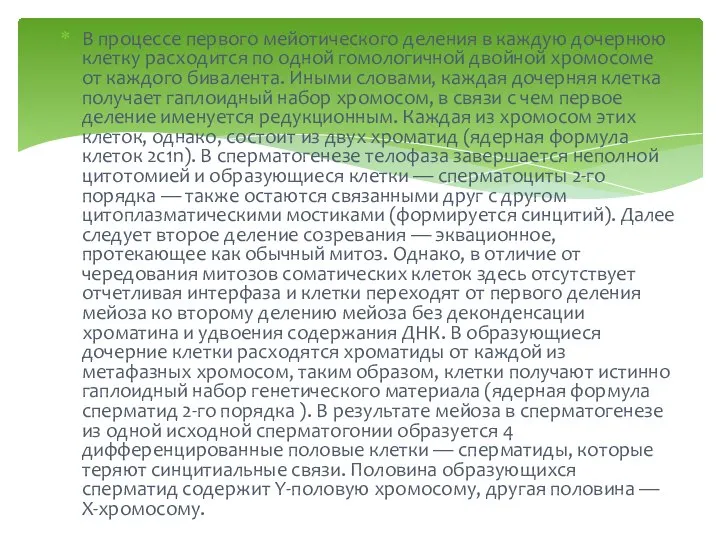 В процессе первого мейотического деления в каждую дочернюю клетку расходится по