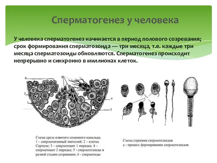 У человека сперматогенез начинается в период полового созревания; срок формирования сперматозоида