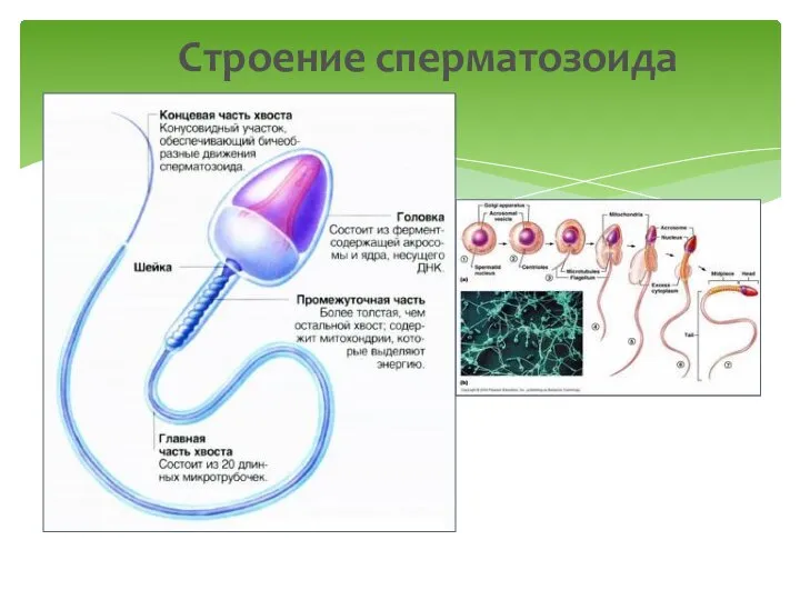 Строение сперматозоида