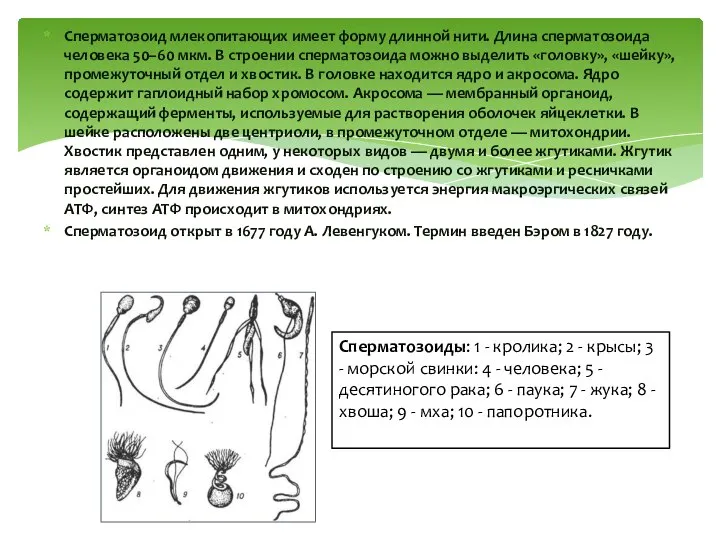 Сперматозоид млекопитающих имеет форму длинной нити. Длина сперматозоида человека 50–60 мкм.