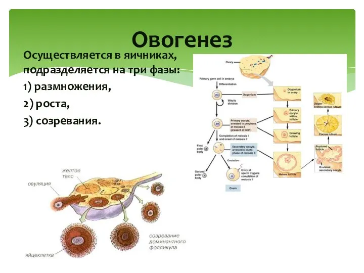 Осуществляется в яичниках, подразделяется на три фазы: 1) размножения, 2) роста, 3) созревания. Овогенез