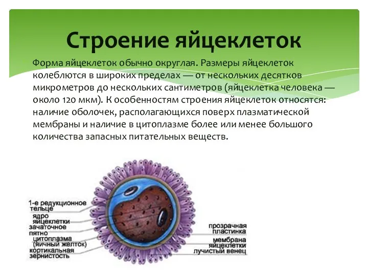 Форма яйцеклеток обычно округлая. Размеры яйцеклеток колеблются в широких пределах —