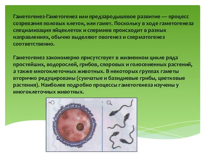 Гаметогенез-Гаметогенез или предзародышевое развитие — процесс созревания половых клеток, или гамет.