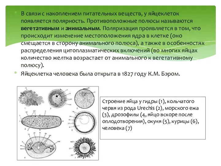 В связи с накоплением питательных веществ, у яйцеклеток появляется полярность. Противоположные