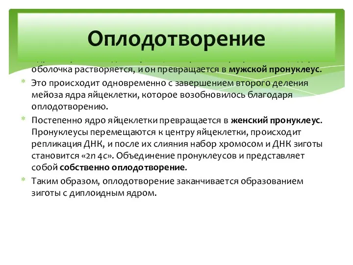 Ядро сперматозоида набухает, его хроматин разрыхляется, ядерная оболочка растворяется, и он