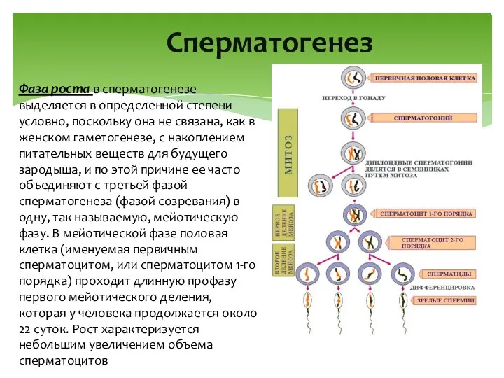 Cперматогенез Фаза роста в сперматогенезе выделяется в определенной степени условно, поскольку