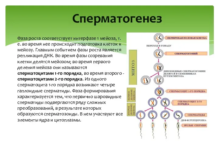 Cперматогенез Фаза роста соответствует интерфазе 1 мейоза, т.е. во время нее