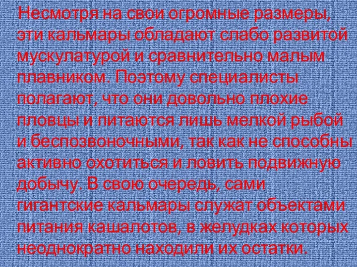 Несмотря на свои огромные размеры, эти кальмары обладают слабо развитой мускулатурой