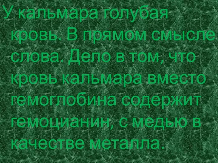 У кальмара голубая кровь. В прямом смысле слова. Дело в том,