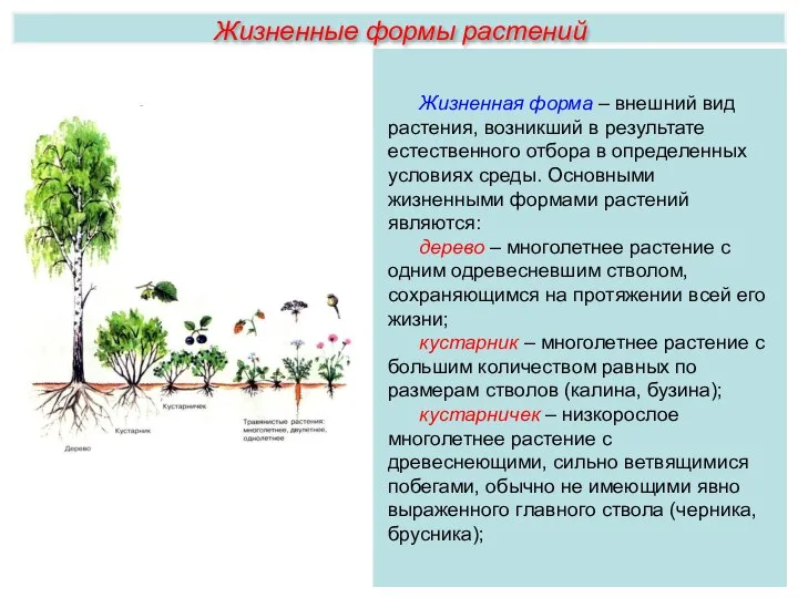 Жизненные формы растений Жизненная форма – внешний вид растения, возникший в