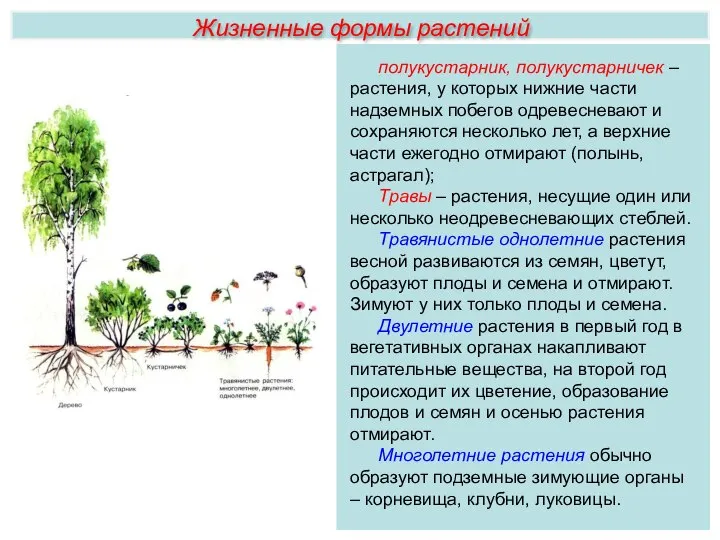 Жизненные формы растений полукустарник, полукустарничек –растения, у которых нижние части надземных