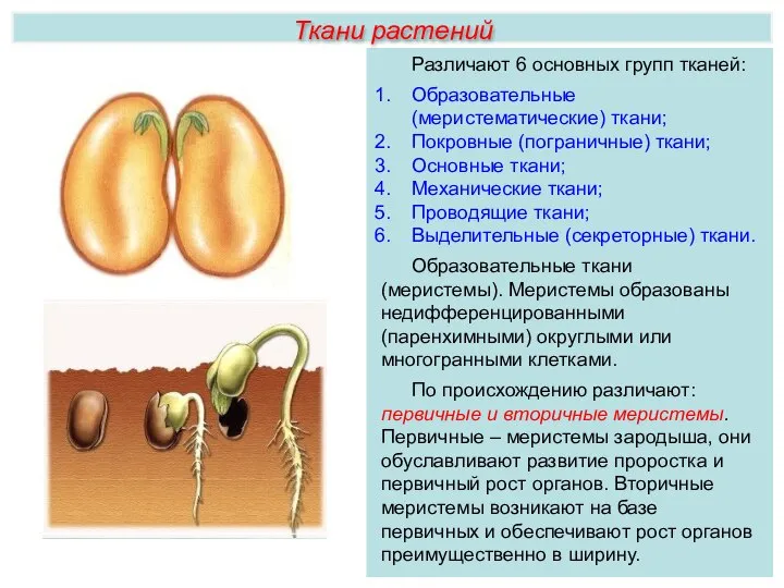 Ткани растений Различают 6 основных групп тканей: Образовательные (меристематические) ткани; Покровные