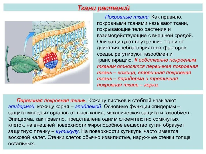 Ткани растений Покровные ткани. Как правило, покровными тканями называют ткани, покрывающие