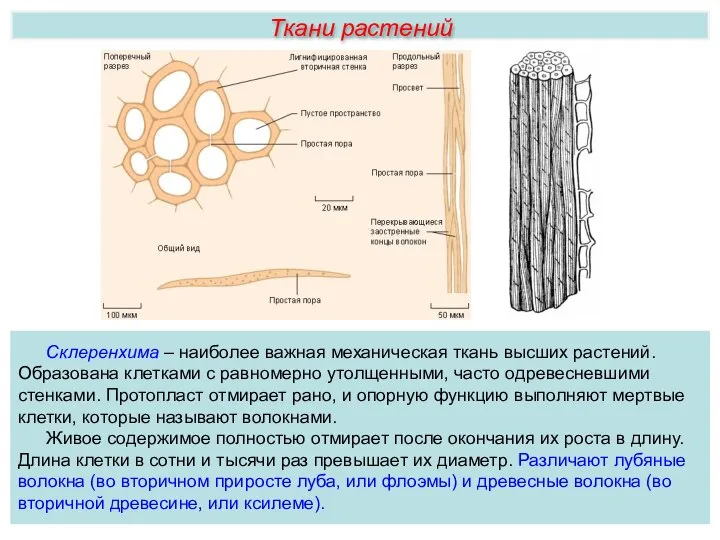 Ткани растений Склеренхима – наиболее важная механическая ткань высших растений. Образована