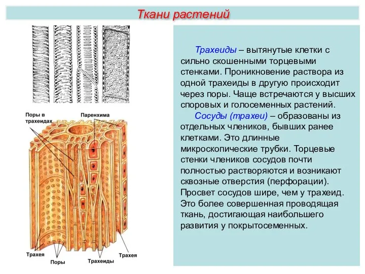 Ткани растений Трахеиды – вытянутые клетки с сильно скошенными торцевыми стенками.