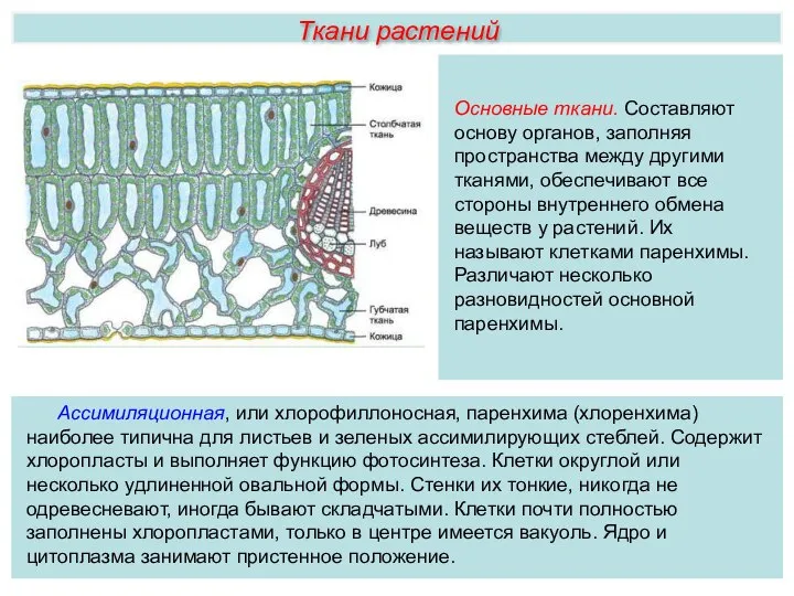 Ткани растений Ассимиляционная, или хлорофиллоносная, паренхима (хлоренхима) наиболее типична для листьев