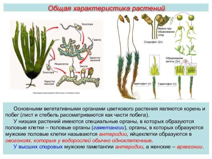 Основными вегетативными органами цветкового растения являются корень и побег (лист и