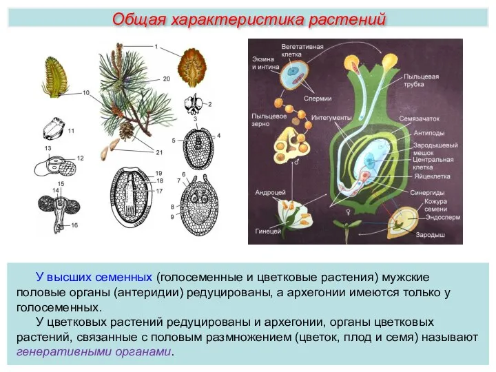 Общая характеристика растений У высших семенных (голосеменные и цветковые растения) мужские