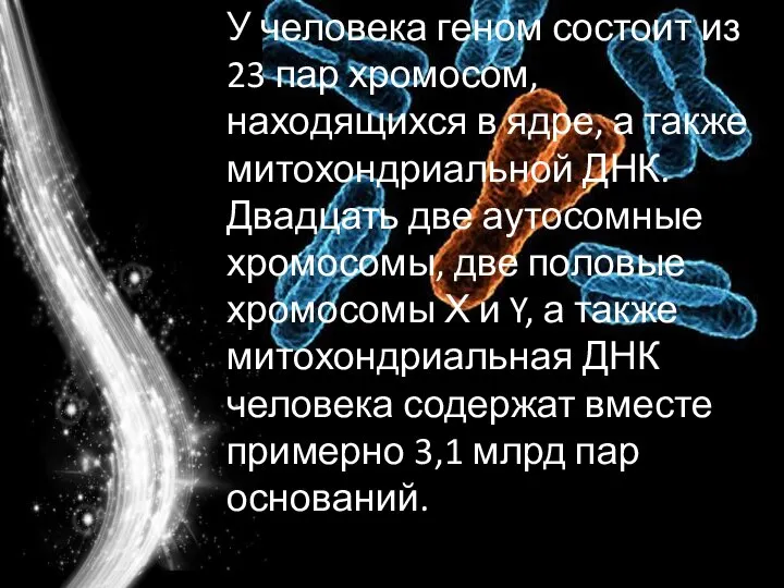 У человека геном состоит из 23 пар хромосом, находящихся в ядре,